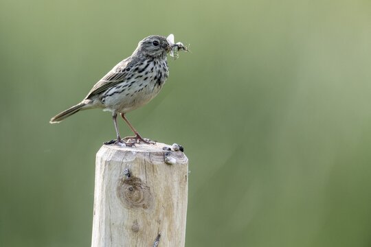 Meadow pipit (Anthus pratensis with insects in its beak), Emsland, Lower Saxony, Germany