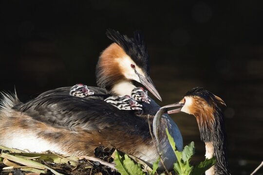 Two great crested grebe (Podiceps cristatus) in close-up with three chicks on their backs, in the process of feeding a fish. Moment from family life in the wild, Hesse, Germany