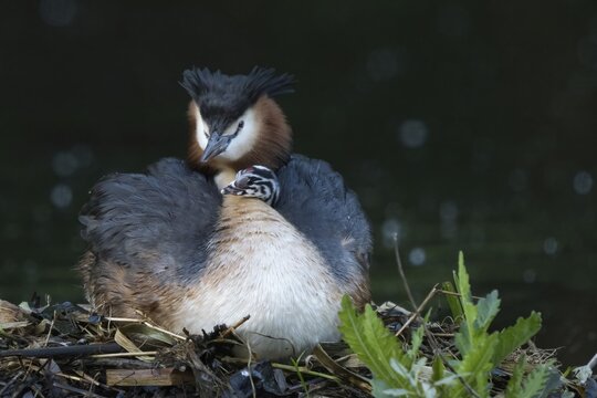 A great crested grebe (Podiceps scalloped ribbonfish) in the nest, a chick on its back, Hesse, Germany