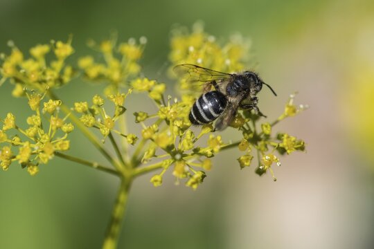 Honey bee (Apis mellifera) a Yellow umbel (Smyrnium perfoliatum), Emsland, Lower Saxony, Germany