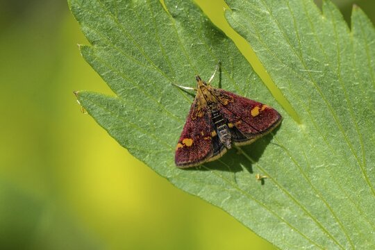 Pyrausta purpuralis (Pyrausta purpuralis), Emsland, Lower Saxony, Germany