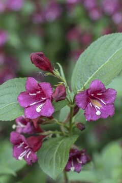 Weigelas (Weigela), flowers, Emsland, Lower Saxony, Germany