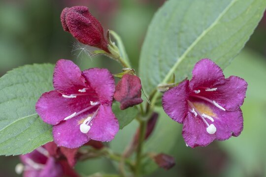 Weigelas (Weigela), flowers, Emsland, Lower Saxony, Germany