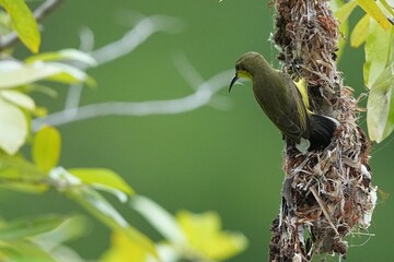 Yellow-throated Sunbirds are nesting naturally.