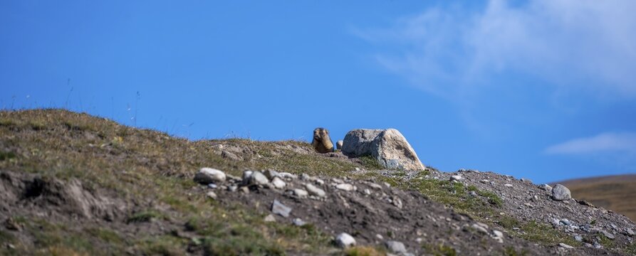 Gray marmot (Marmota baibacina) looking out of its hole, Sary Tash valley, Kyrgyzstan
