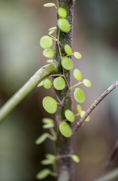 Climbing plant with small leaves, dwarf pepper (Peperomia rotundifolia) climbing up a branch, Tortuguero National Park, Costa Rica