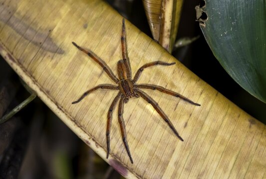 Red-legged comb spider or red-legged banana spider (Cupiennius cf. coccineus) sitting on a dry leaf at night, Tortuguero National Park, Costa Rica