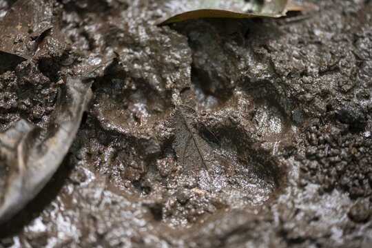 Trace of a cat in the mud, Tortuguero National Park, Costa Rica
