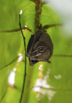 Tent-making bat (Uroderma bilobatum) hanging under a leaf, Tortuguero National Park, Costa Rica