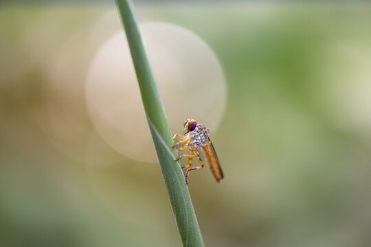 Robber fly (Ommatius) sitting on a blade of grass, Tortuguero National Park, Costa Rica