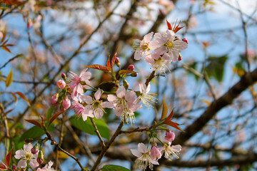 pink cherry blossom