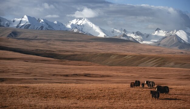 Glaciated and snow-covered mountains, yaks grazing on the plateau in autumnal mountain landscape with yellow grass, Tian Shan, Sky Mountains, Sary Jaz Valley, Kyrgyzstan