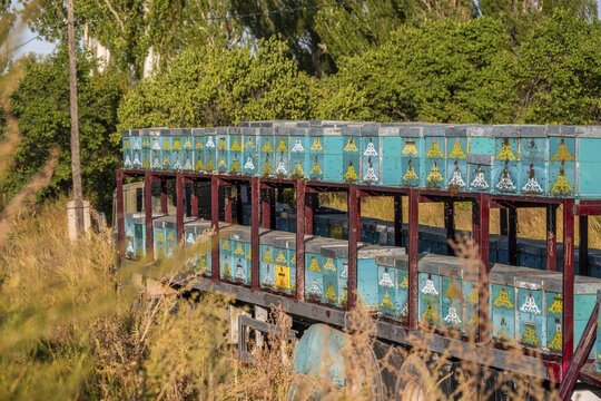 Colourfully painted beehives in a row, beekeeper, Kyrgyzstan
