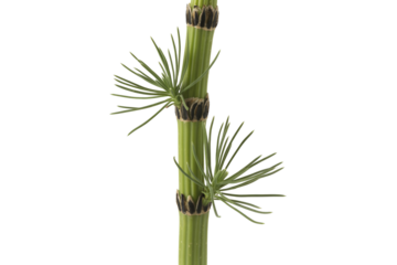 Close up of a green horsetail plant stem with delicate fronds isolated on transparent background