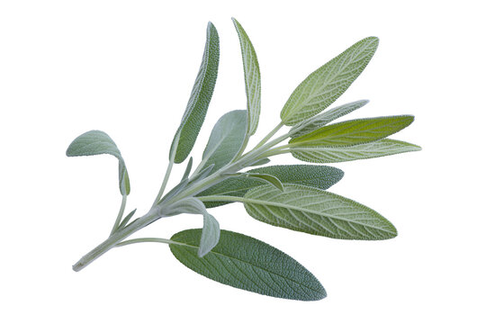 Fresh sage herb sprig isolated on transparent background