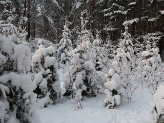 trees in snow