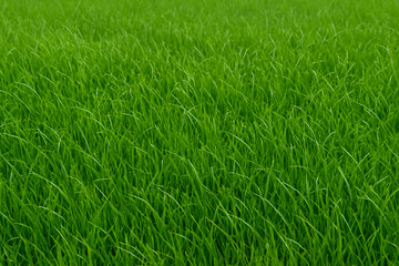 Fototapeta premium Natural Green Lawn Surface for Backgrounds
