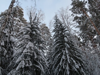 winter forest in the snow