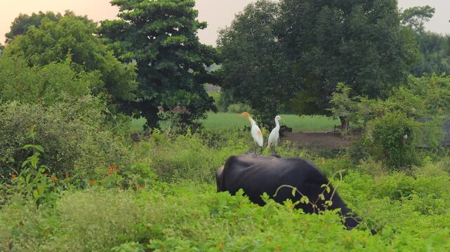 the heron sitting on buffalo in countryside Indian buffalo in gir national park, India. Indian Monsoon with Buffalo and Green Grass. (Bubalus bubalis) The wild water buffalo, also called Lakota word