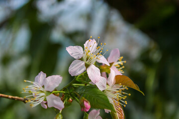 beautiful cherry flowers