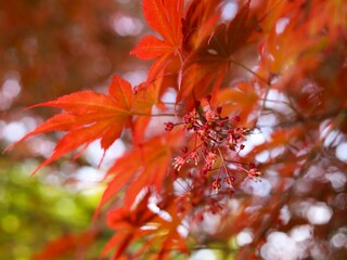 red autumn leaves
