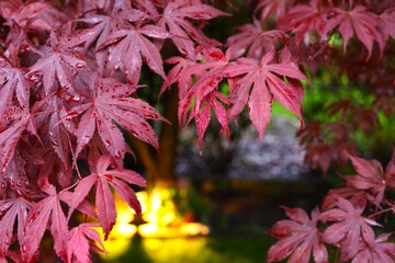 red flowers in the garden