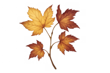 Autumn maple leaves watercolor illustration with fall colors on a branch, creating a decorative botanical design element