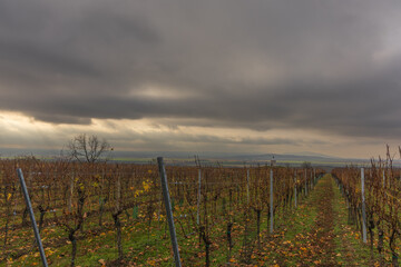 Fototapeta premium Long, geometric rows of a vineyard in late autumn, with the leaves mostly turned brown, gold, or fallen