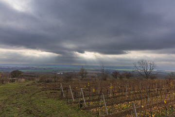 Obraz premium Contrast of Vineyard and Urban Skyline under a Cloudy Sky