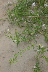 Marker Wadden, Netherlands – Nature Islands and Wetland Landscape
