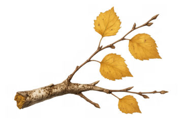 Autumn birch branch with golden leaves transparent background, natural element for fall season and seasonal designs