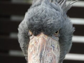 Shoebill Close-up, ハシビロコウの迫力ある顔