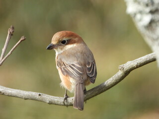 Brown Shrike, 枝に止まるモズの幼鳥