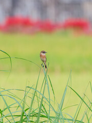 Common Stonechat, 草の先に止まるノビタキ