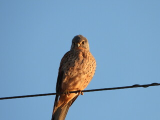 Eurasian Kestrel, 電線に止まるチョウゲンボウ