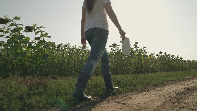 agriculture, farmer is walking along the road in rubber boots with a tablet in his hand, growing sunflowers on farm, harvesting seeds for production of vegetable sunflower oil, land garden plantation. - Powered by Adobe