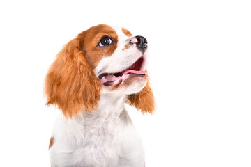 Portrait of a curious Cavalier King Charles Spaniel puppy isolated on white background