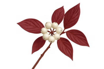 Dogwood plant branch with red autumn leaves and white snowberries, bare plant stem element on transparent background