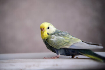 Rainbow budgerigar looking over shoulder