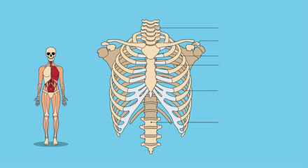 Anatomical illustration depicting the human skeletal system, focusing on the rib cage, spine, and clavicles, alongside a simplified muscular system overlay.