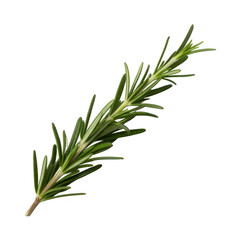 Fototapeta premium Fresh green rosemary sprig isolated on a transparent background