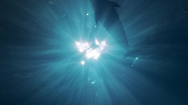 Backlit by sun - Rays of sunlight penetrate surface of water, illuminating silhouettes of dolphins swimming beneath surface. Bottlenose dolphins swim overhead in dancing sunbeams of morning light