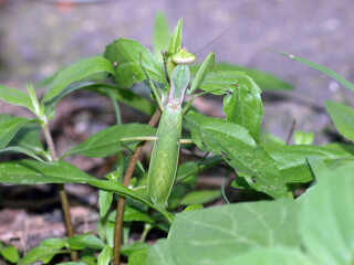Hierodula patellifera is a predatory mantis with broad forelegs, white wing spots, and strong hunting behavior. Photographed in Korea
