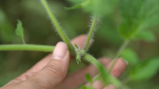 Pepper sprout in a garden bed in rain in a farm field, clear water watering the shoots of a growing seedling, agriculture, green planet ecology, gardening concept, growing vegetables on the ground.