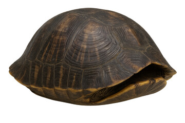 Obraz premium Turtle shell providing natural protection for reptile, brown old carapace showing intricate patterns and texture on transparent background