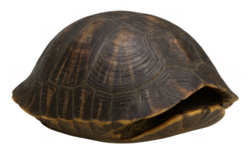 Turtle shell providing natural protection for reptile, brown old carapace showing intricate patterns and texture on transparent background