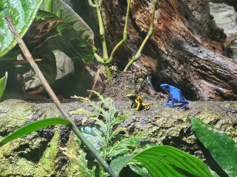 frog in the pond - Powered by Adobe