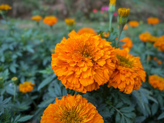 orange marigold flowers