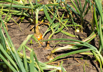 Fototapeta premium Large onions with green feathers in the garden in summer, close-up