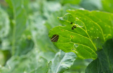 Holes in cabbage leaves after parasites of butterflies and caterpillars, close-up, background